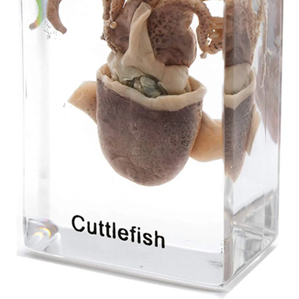 Esemplare di seppia Esemplare di Animale in Blocco Acrilico Fermacarte Collezione di Resine Display Creature Acquatiche Scienza Istruzione Classe