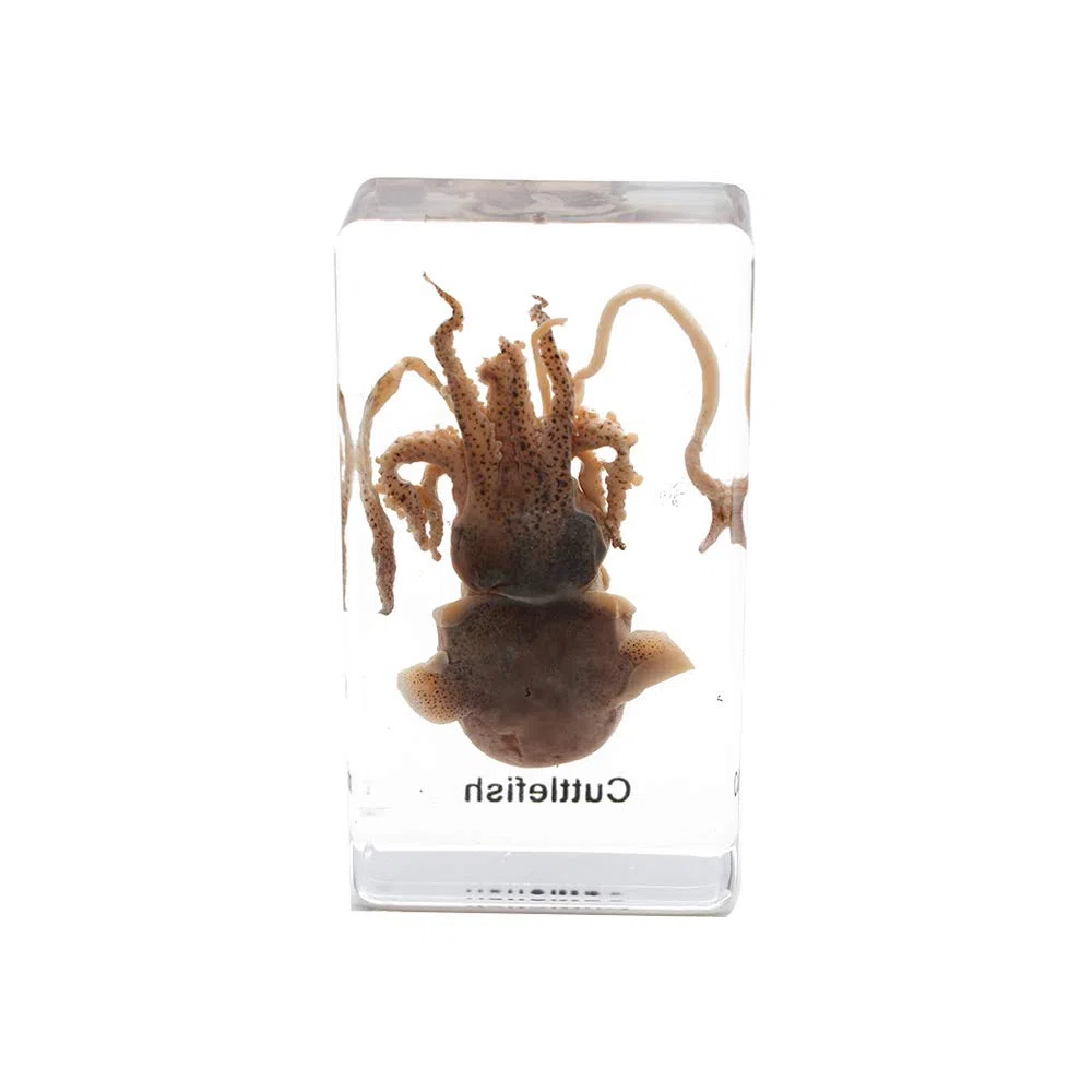 Esemplare di seppia Esemplare di Animale in Blocco Acrilico Fermacarte Collezione di Resine Display Creature Acquatiche Scienza Istruzione Classe