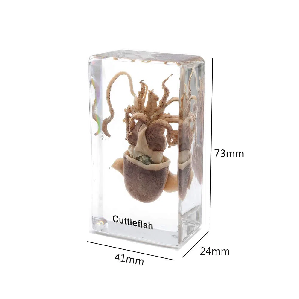 Esemplare di seppia Esemplare di Animale in Blocco Acrilico Fermacarte Collezione di Resine Display Creature Acquatiche Scienza Istruzione Classe