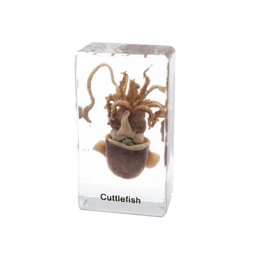 Esemplare di seppia Esemplare di Animale in Blocco Acrilico Fermacarte Collezione di Resine Display Creature Acquatiche Scienza Istruzione Classe