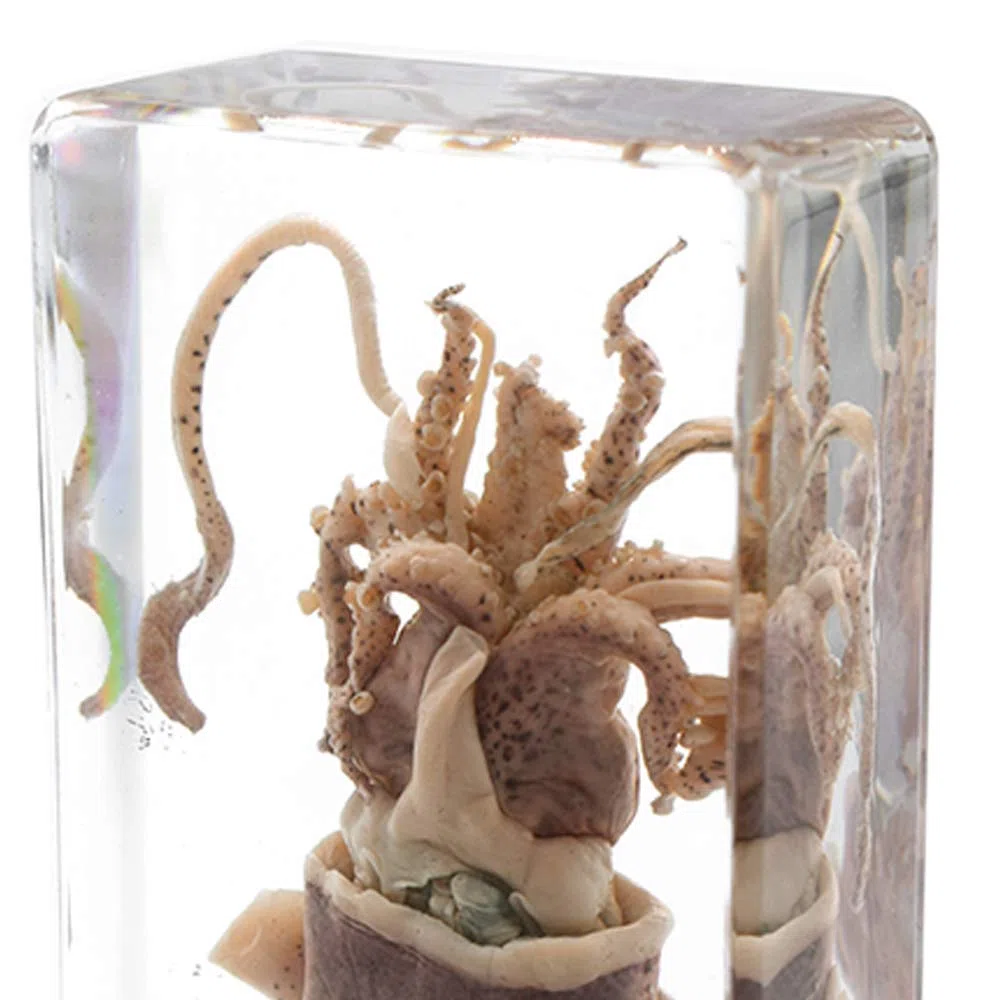 Esemplare di seppia Esemplare di Animale in Blocco Acrilico Fermacarte Collezione di Resine Display Creature Acquatiche Scienza Istruzione Classe
